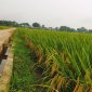 XÃ THỌ XƯƠNG TỔ CHỨC THĂM ĐỒNG, ĐÁNH GIÁ NĂNG SUẤT LÚA VỤ XUÂN NĂM 2024.